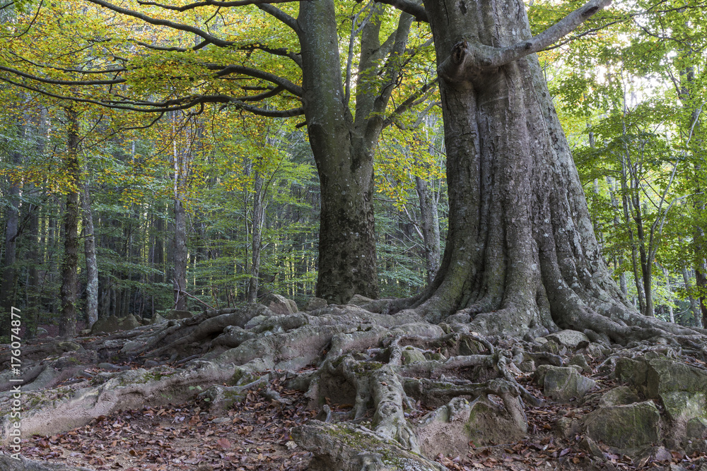 Tree with huge roots Tree with huge roots