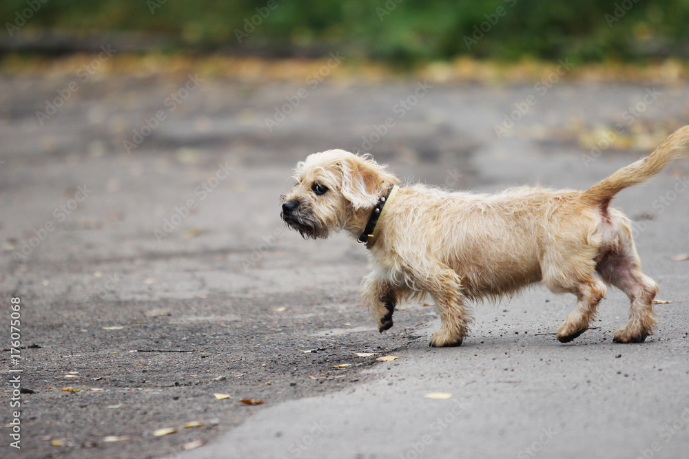 long-haired dachshund the dog runs long-haired dachshund the dog runs