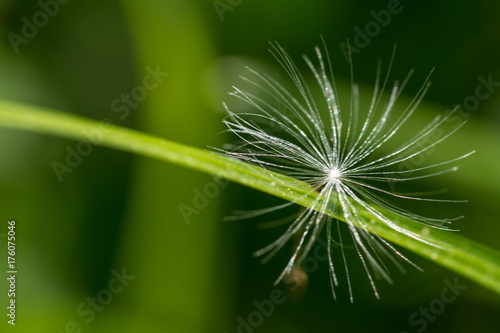 Light fluff of dandelion seed close-up. Taraxacum officinale. Detail of the alone soft fuzz on a grass stem. Blurred background with spring green lawn. Small depth of field.