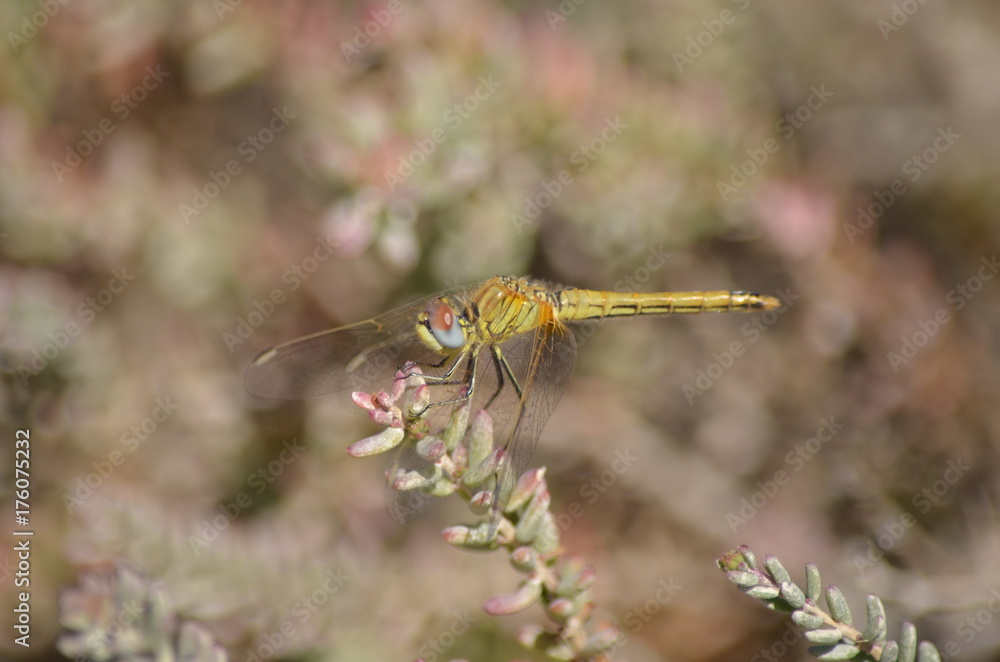 Sympétrum à nervures rouges (Sympetrum fonscolombii) Sympétrum à nervures rouges (Sympetrum fonscolombii)