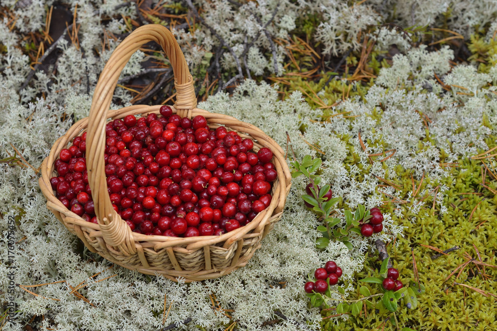 Preiselbeeren in einem Bastkorb
Preiselbeeren in einem Bastkorb