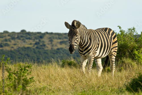 Zebra walking through dry grass
