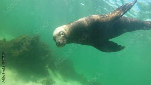 Australian Sea Lion