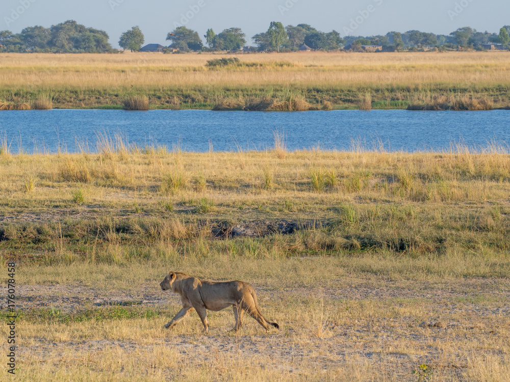 Female lione walking at bank of Chobe River with human settlement in background in Namibia, Chobe NP, Botswana, Africa Female lione walking at bank of Chobe River with human settlement in background in Namibia, Chobe NP, Botswana, Africa