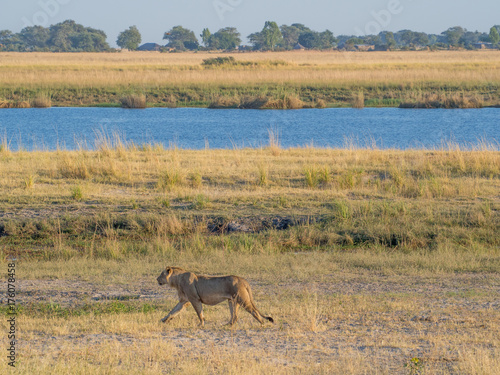 Female lione walking at bank of Chobe River with human settlement in background in Namibia  Chobe NP  Botswana  Africa