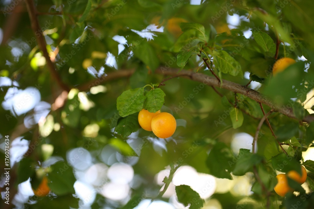 Yellow fruits of a mirabelle plum