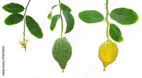 Etrog. Stage of fruit development. Citron or Citrus medica used by Jewish people during the biblical Jewish holiday of Sukkot. Isolated on white photo
