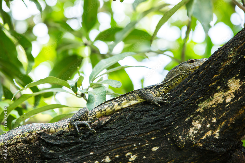 Water Monitor Lizard (Varanus salvator) on tree in thailand, asian