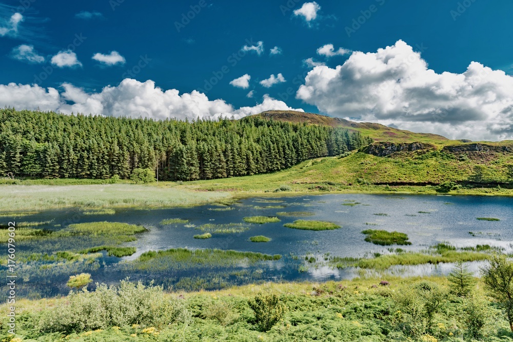 Fototapeta premium wildlife of green Scotland in england Skye Island