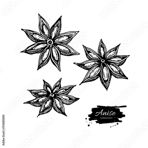 Anise Star Vector drawing. Hand drawn sketch. Seasonal food illu