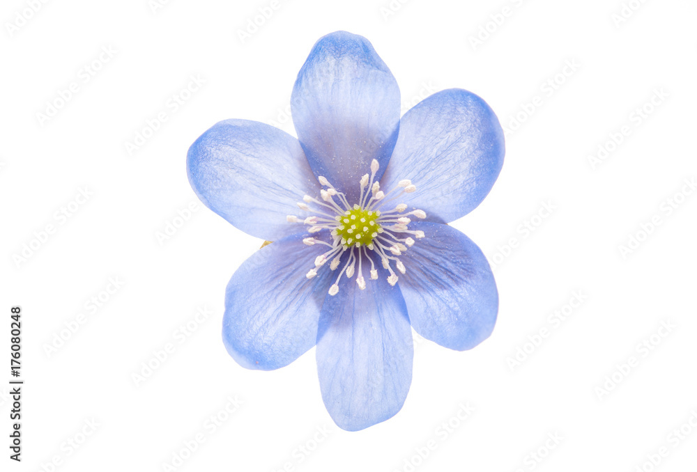 blue flower isolated blue flower isolated