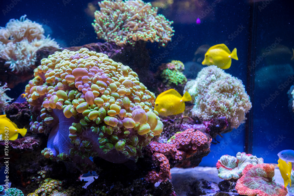 Fototapeta premium Tropical fish butterfly and corals. Beautiful background of the underwater world