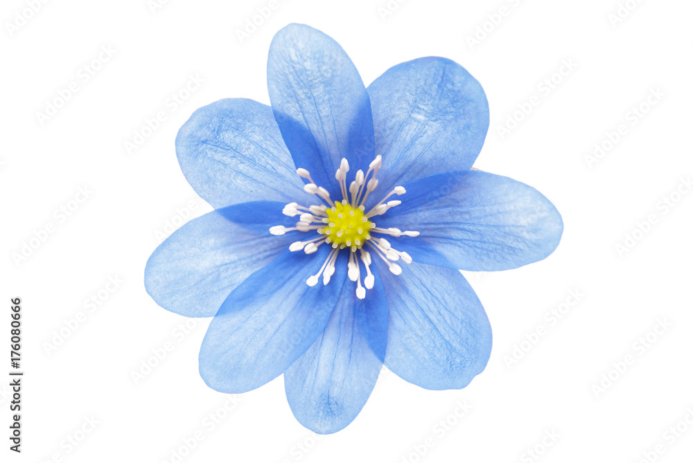 Obraz premium blue flower isolated