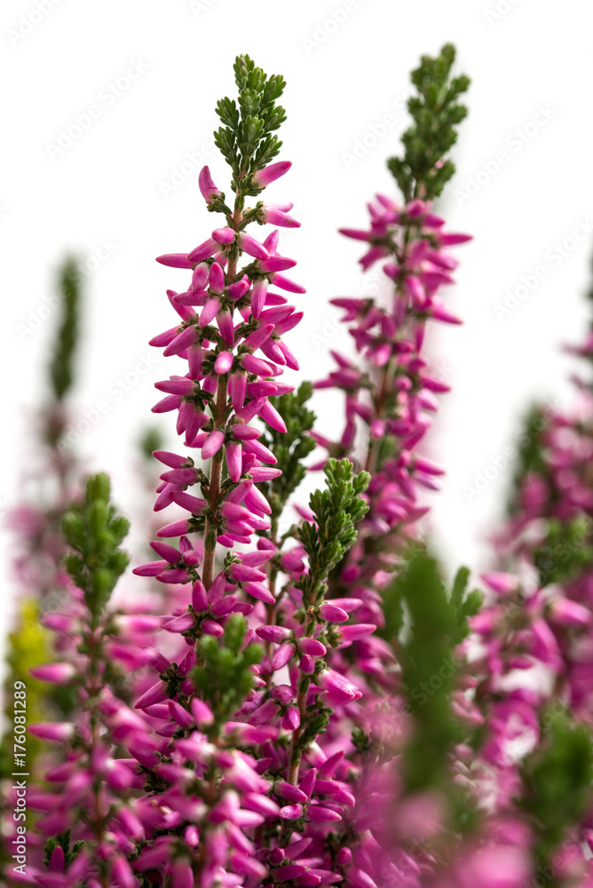 Fototapeta premium Besenheide (Calluna vulgaris)