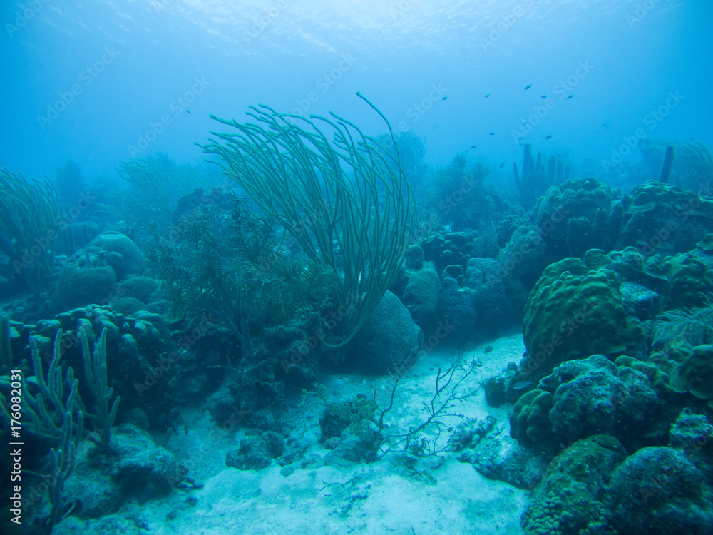 Fototapeta premium coral life caribbean sea underwater