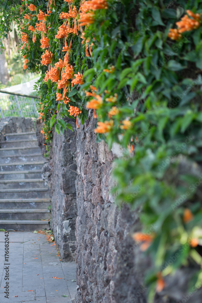 stone wall with orange flowers stone wall with orange flowers