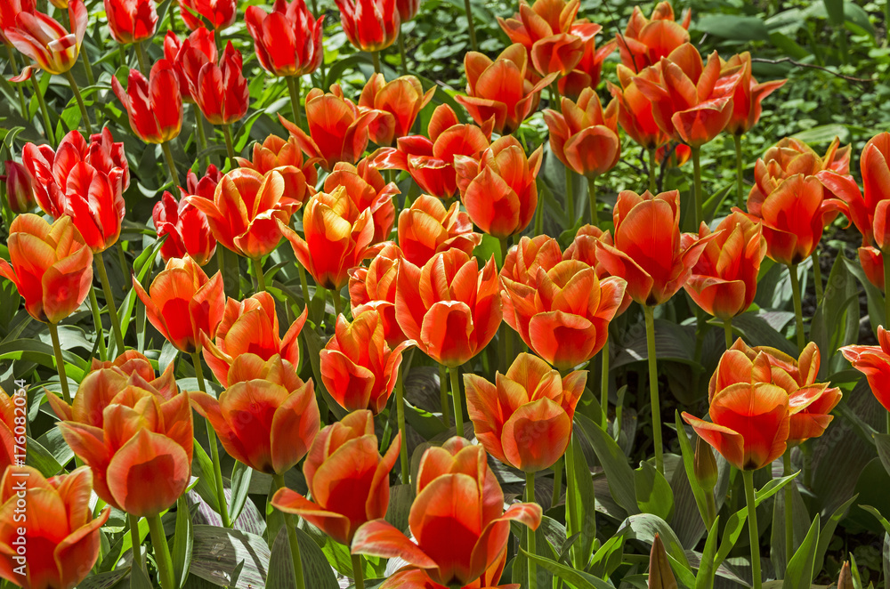 Fototapeta premium Tulips of a greigii Calypso species