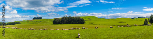 Sheep in the New Zealand
