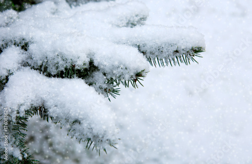 Pine branches covered with white snow. © Swetlana Wall