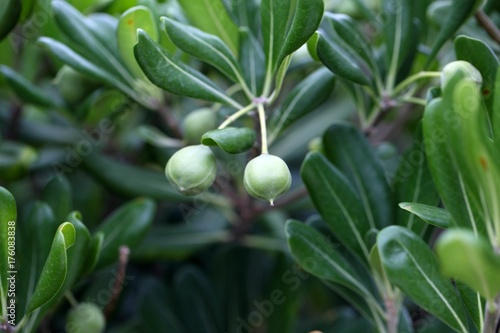 Green rhododendron fruits