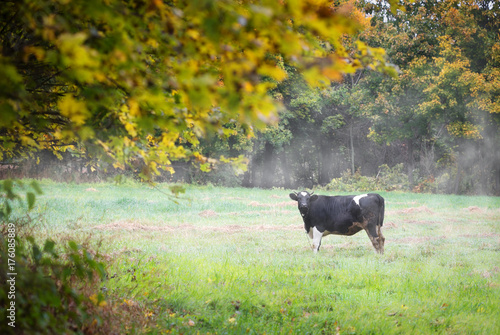 the cow sits on the meadow in autumn.