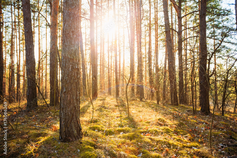 Sunset Sunrise In Autumn Forest Trees. Nature Woods Sunset Sunrise In Autumn Forest Trees. Nature Woods
