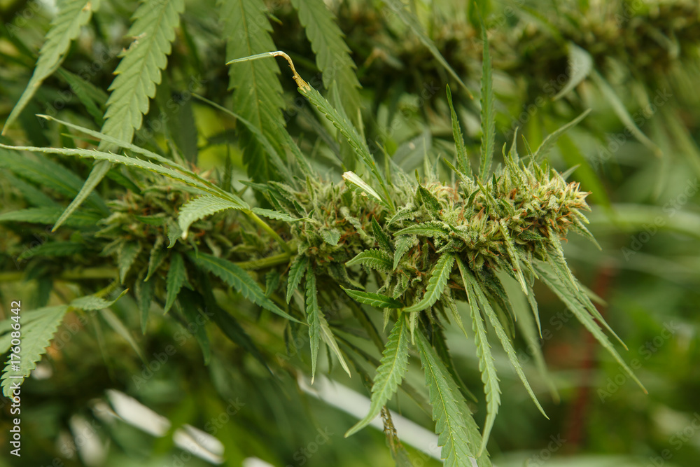 Cannabis flower - Blooming Marijuana plant with early white flowers Cannabis flower - Blooming Marijuana plant with early white flowers