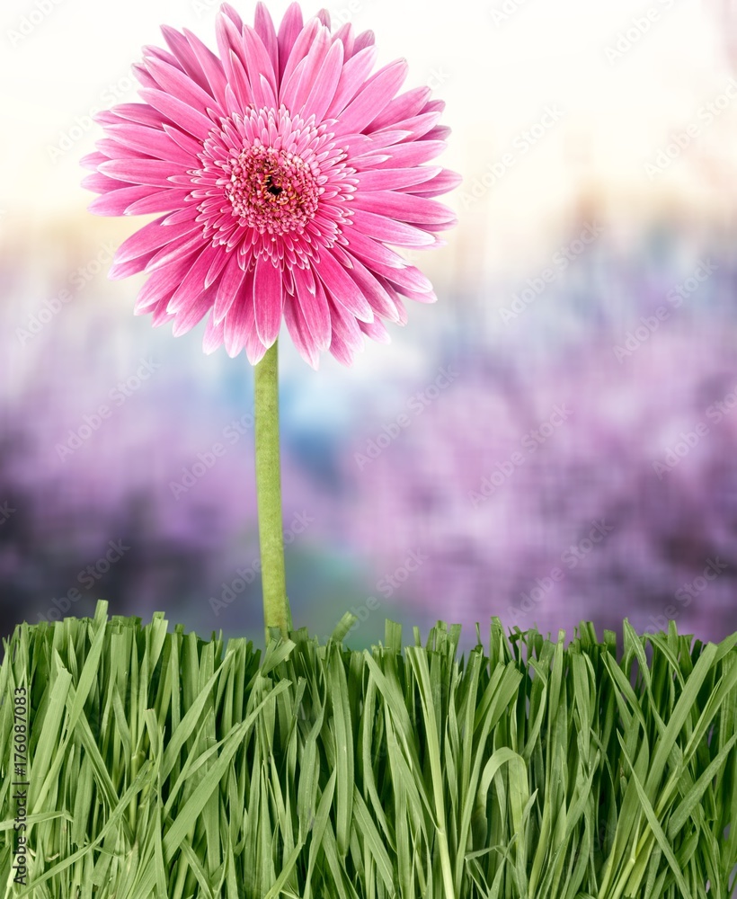 Obraz premium Flower.