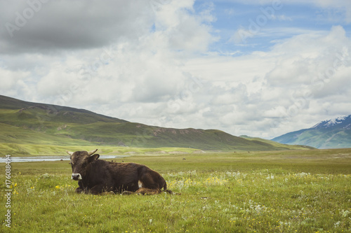 Cow on a green pasture with blue skies in a glacier valley.