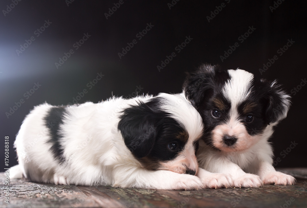cute puppy of a papillon breed cute puppy of a papillon breed