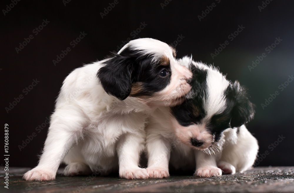 Two puppies are playing Two puppies are playing