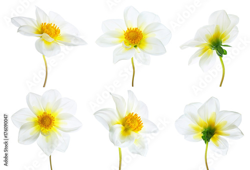 Flowers set of six white dahlias with different  various perspective isolated on white background. Ornamental garden plant flower dahlias close-up macro.