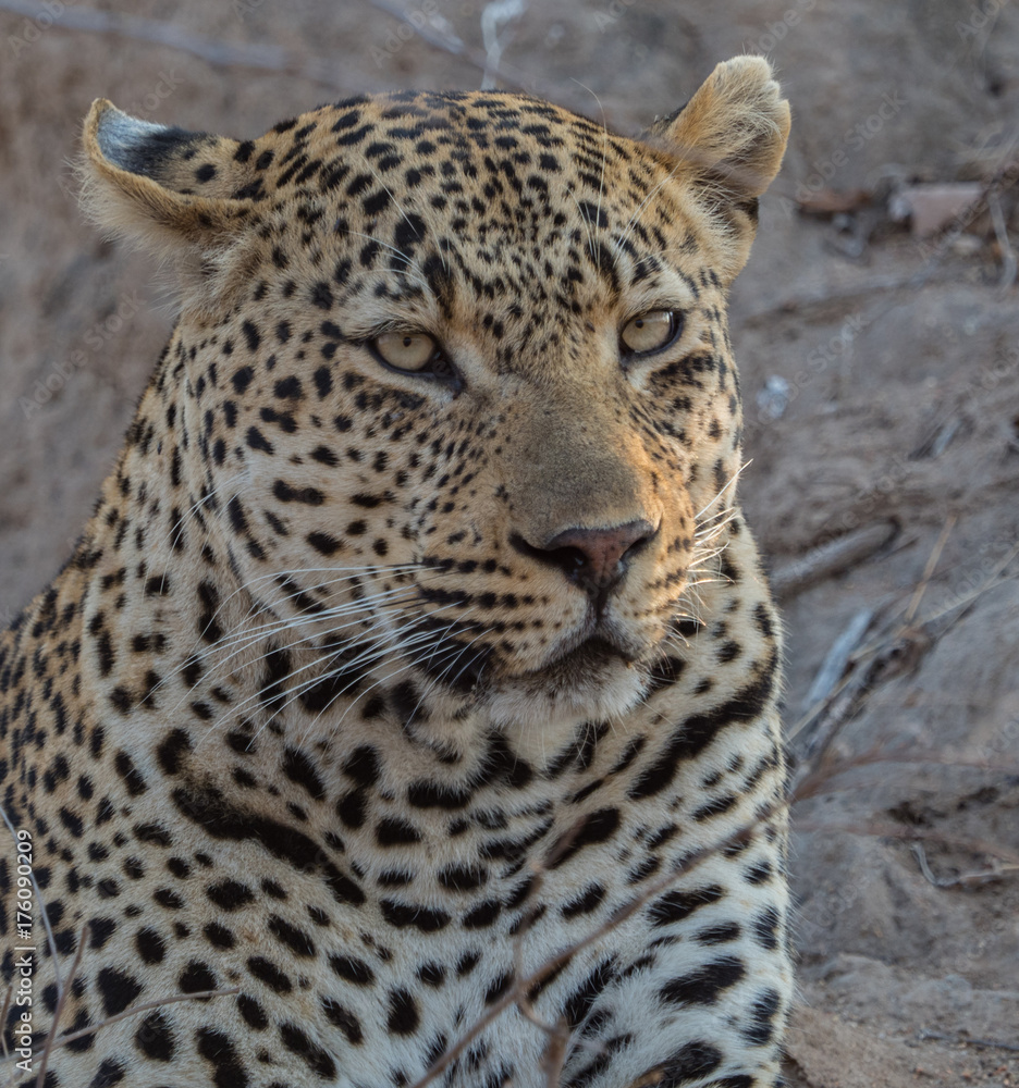 Obraz premium Leopards of Sabi Sand game reserve, South Africa
