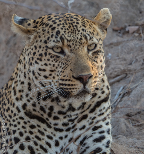 Leopards of Sabi Sand game reserve  South Africa