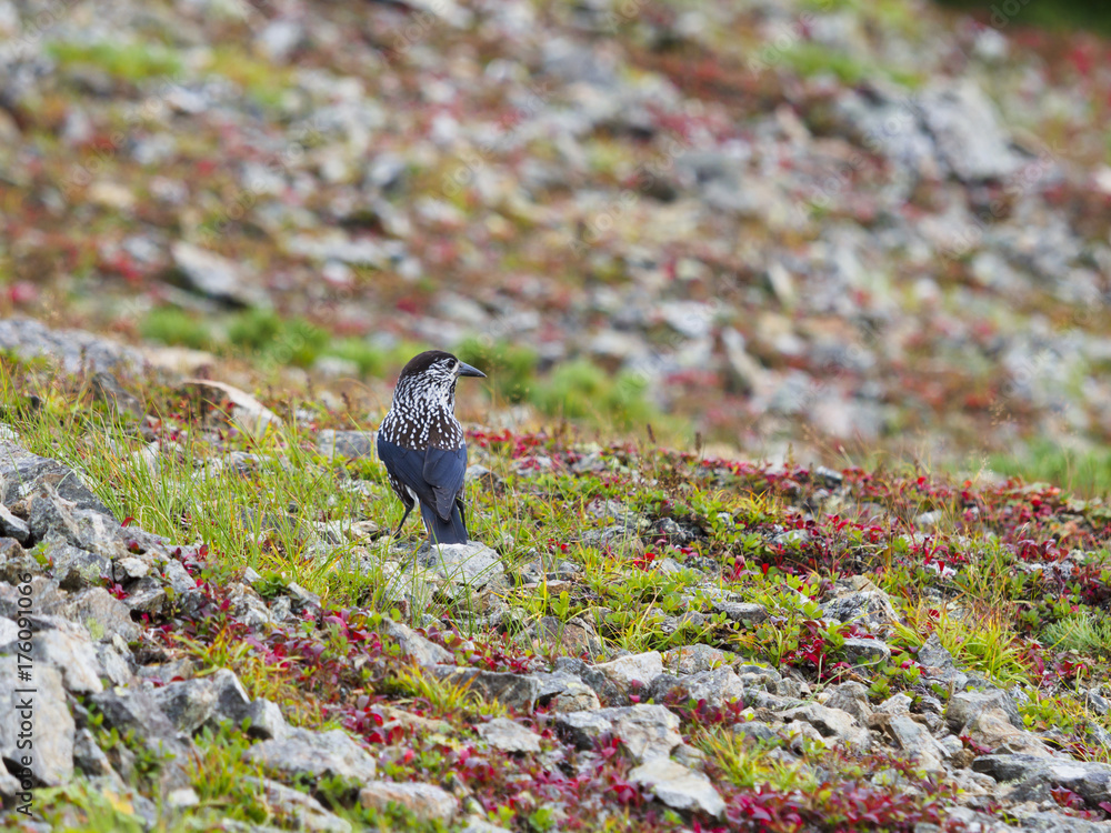 Obraz premium ホシガラスと草紅葉