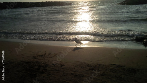 gabbiano che cammina sulla riva del mare al tramonto photo