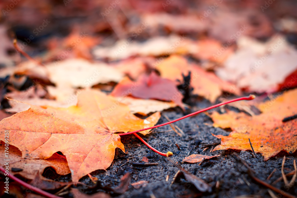 Colorful autumn leaves Colorful autumn leaves