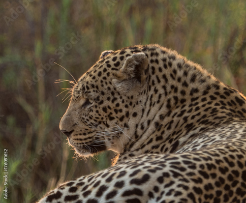 Leopards of Sabi Sand game reserve  South Africa