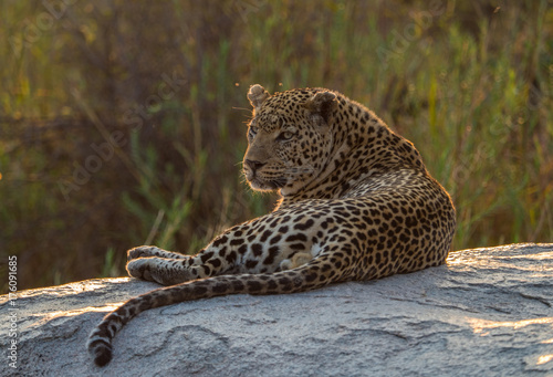 Leopards of Sabi Sand game reserve, South Africa