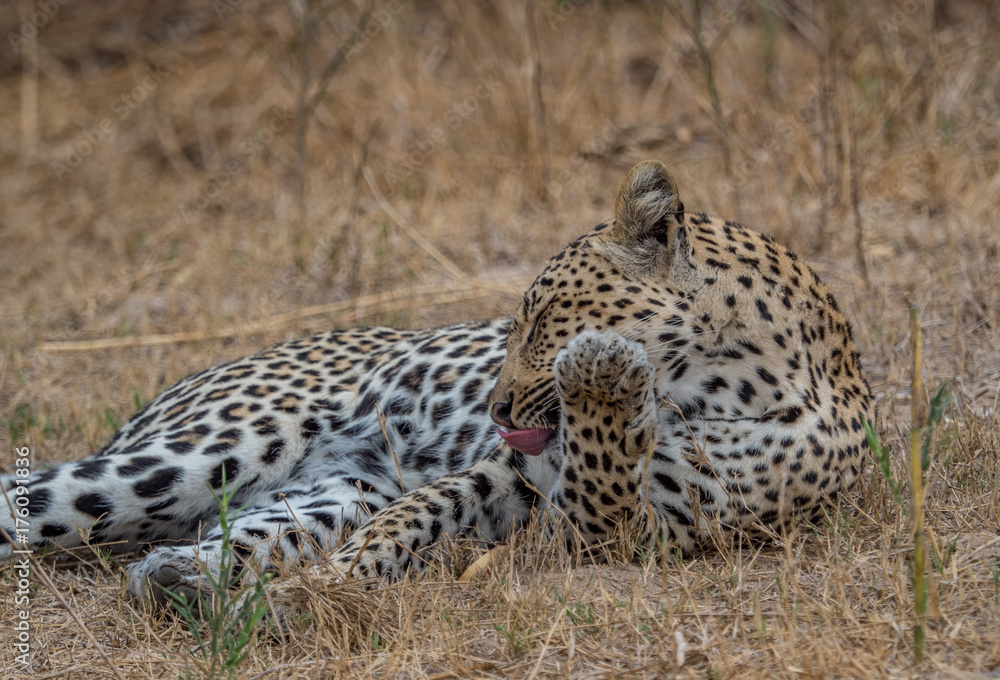 Fototapeta premium Leopards of Sabi Sand game reserve, South Africa