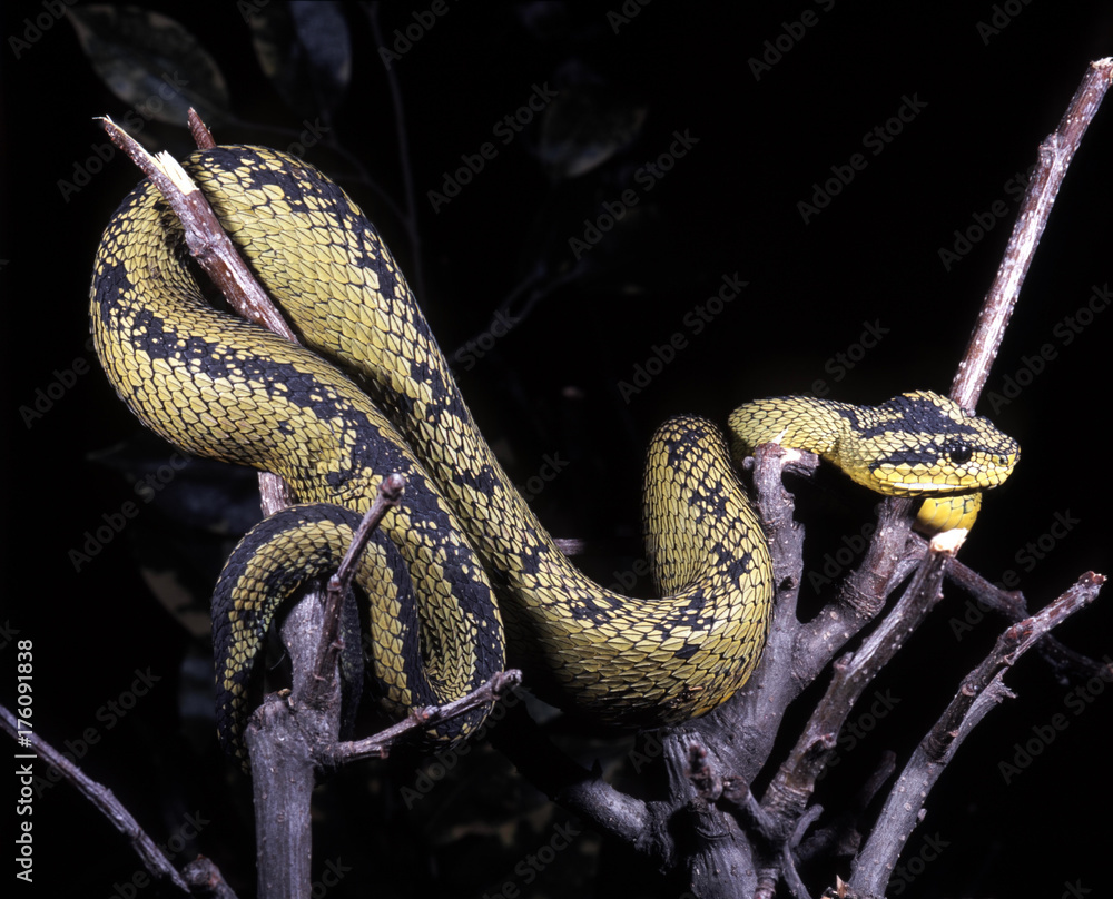 Naklejka premium Great Lakes bush viper, Atheris nitschei, belongs among the tree adder