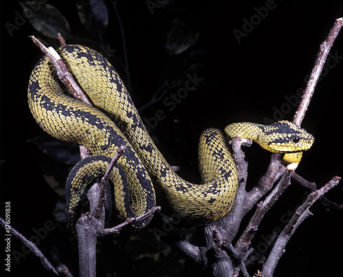 Great Lakes bush viper, Atheris nitschei, belongs among the tree adder photo