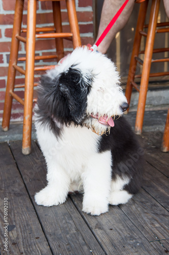 Puppy dog sitting on wooden floor in Key West, USA