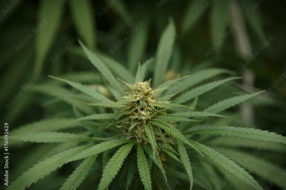 Detail of cannabis cola with visible hairs and leaves on late flowering stage Detail of cannabis cola with visible hairs and leaves on late flowering stage
