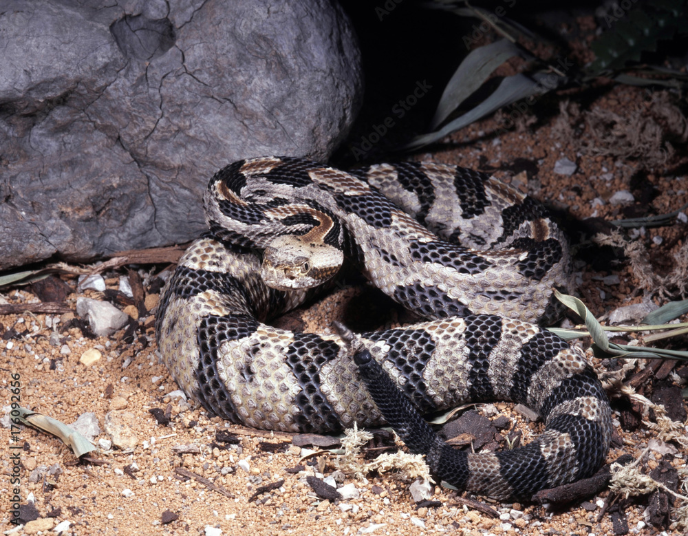 Timber rattlesnake, Crotalus horridus atricaudatus, lives predominantly in forests