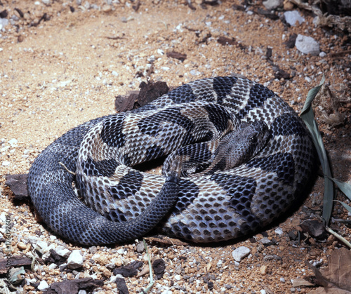 Timber rattlesnake, Crotalus h. Horridus, lives predominantly in forests
