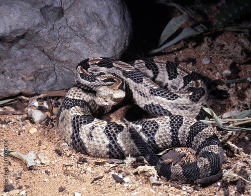 Obraz na płótnie Timber rattlesnake, Crotalus horridus atricaudatus, lives predominantly in forests w salonie