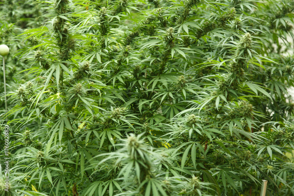 Fototapeta premium Flowering cannabis or marihuana background