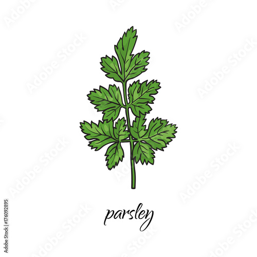 vector flat cartoon sketch style hand drawn parsley branch with stem, leaves image. Isolated illustration on a white background. Spices , seasoning, flavorings and kitchen herbs concept.