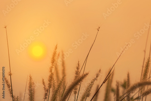 Close up silhouette tropical grass flower or setaceum pennisetum fountain grass blooming outdoor in the field on sunset background. 